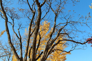 Tree branches with the yellow Ginkgo leaves as background against clear blue sky in autumn, South Korea