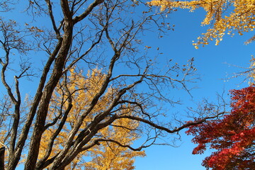 Tree branches with the yellow Ginkgo leaves as background against clear blue sky in autumn, South Korea