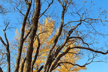 Tree branches with the yellow Ginkgo leaves as background against clear blue sky in autumn, South Korea