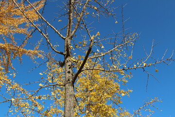 Ginkgo leaves and branches against clear blue sky in autumn, South Korea