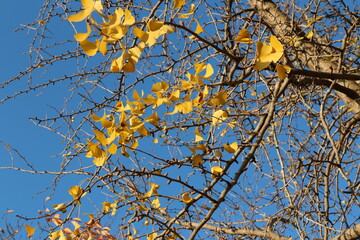 Ginkgo leaves and branches against clear blue sky in autumn, South Korea