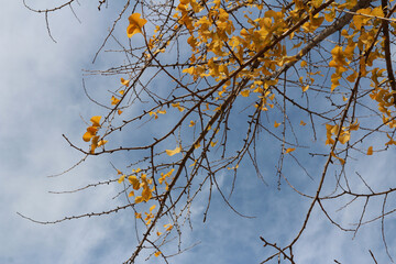 Ginkgo leaves against blue sky in autumn, South Korea