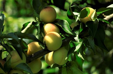 日が当たるすもも