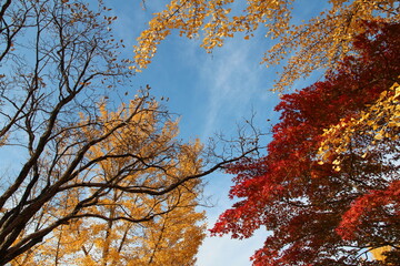 Tree branches with the yellow Ginkgo leaves and red maple leaves against clear blue sky in autumn, South Korea