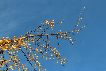 Ginkgo leaves against clear blue sky in autumn, South Korea