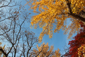 Tree branches with the yellow Ginkgo leaves and red maple leaves against clear blue sky in autumn, South Korea