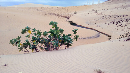 sand dunes in the desert