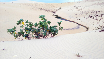 footprints in sand