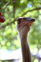 Portrait of an ostrich in a farm, Ostrich face close up
