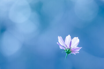 Fototapeta na wymiar シンプルな背景の美しい花