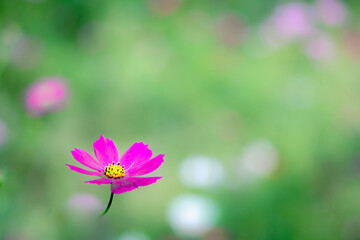 シンプルな背景の美しい花