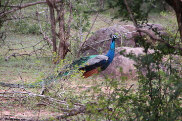 Fototapeta premium peacock in the jungle