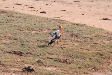 Obraz premium The bird in the land