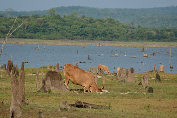 Cows grazing along the swamp