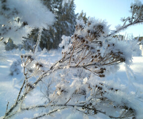 blade of grass in the frost