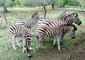 Fototapeta na wymiar striped black and white zebras on a blury green background