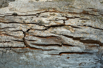 Tree bark texture: a pattern of deep cracks in the rough trunk of an old eucalyptus tree. 