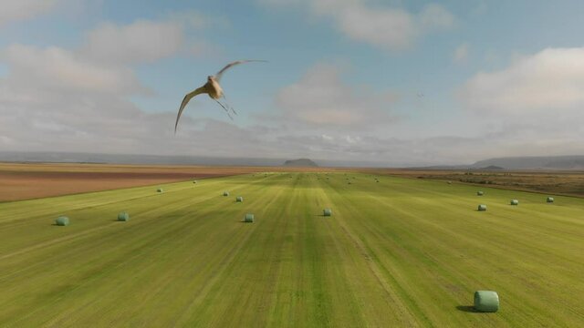 Slow motion of bird attacking drone over a beautiful countryside