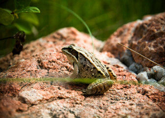 frog in the grass