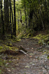 A moss covered walking trail in Saint Arnaud Nelson Lakes in the South Island of New Zealand