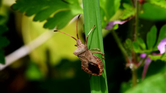 Dock Bugs on a leaf. His Latin name is Coreus marginatus.