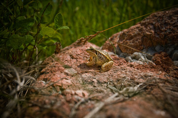 lizard on the rock