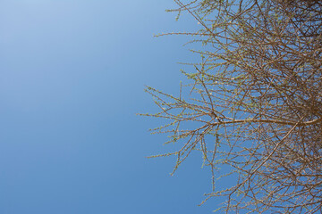 desert plant
