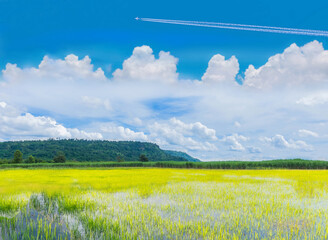 Green paddy rice field with beautiful sky cloud in the countryside Thailand.