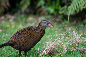 Close up of a Weka foraging for food in New Zealand