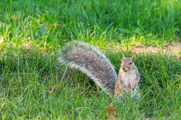 Naklejka na ściany i meble Eastern gray squirrel eating on the lawn.Portland.Maine.USA