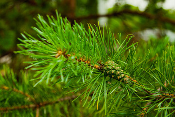 Spruce branch with a green cone, close-up.