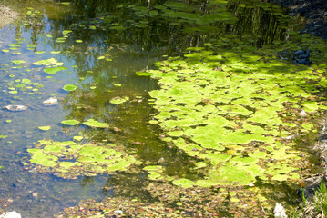 swamp, green mud, dirty water