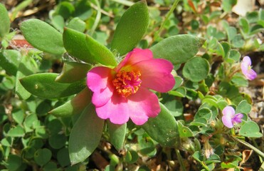 Portulaca oleacea flowers in spring season in Florida nature, closeup