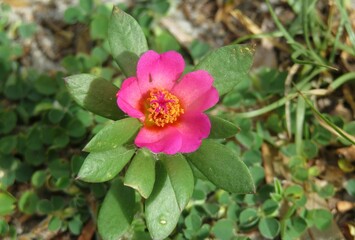 Obraz premium Pink portulaca flower in Florida nature, closeup