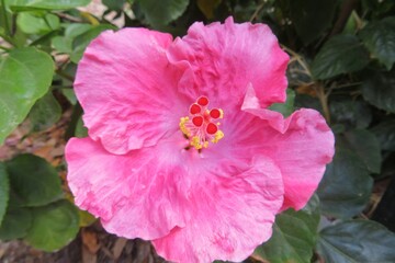 Beautiful pink hibiscus flower in Florida nature, closeup