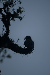 Silhouette of a Kea Parrot Bird in a tree in the South Island of New Zealand