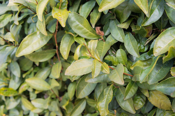 Obraz premium Tea garden at Korakuen Garden in Okayama, Japan. Korakuen was built in 1700 by Ikeda Tsunamasa, lord of Okayama. It is one of the Three Great Gardens of Japan.