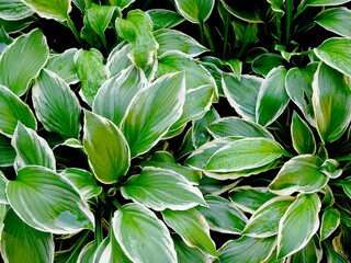 abstract decorative floral background of hosta leaves