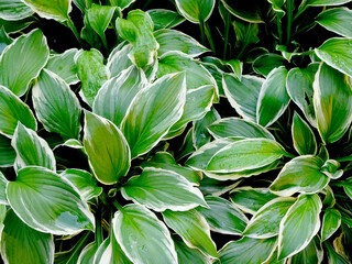 Fototapeta premium abstract decorative floral background of hosta leaves
