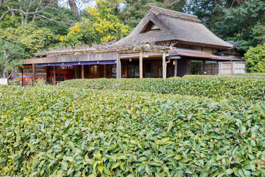 Tea garden at Korakuen Garden in Okayama, Japan. Korakuen was built in 1700 by Ikeda Tsunamasa, lord of Okayama. It is one of the Three Great Gardens of Japan.