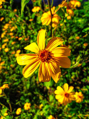 Fotografia de un girasol rodeado de otras plantas