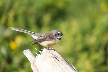 Close up of a Fantail bird also known as a piwakawaka in New Zealand