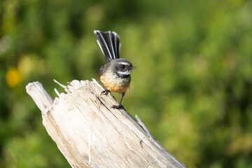 Close up of a Fantail bird also known as a piwakawaka perched on a log in New Zealand