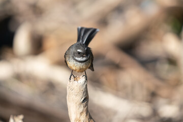 Close up of a Fantail bird also known as a piwakawaka in New Zealand