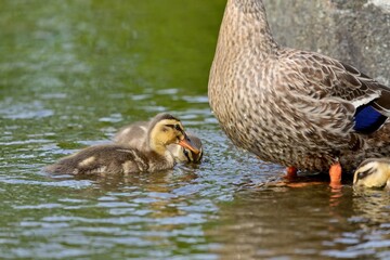 母親の近くで戯れるカルガモの幼鳥