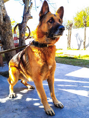 Fotografia de perro Ovejero Aleman en diferentes poses y lugares