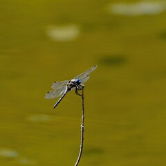 のんびりくつろぐオオシオカラトンボ