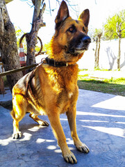 Fotografia de perro Ovejero Aleman en diferentes poses y lugares