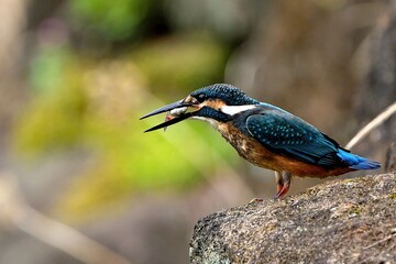 美味しそうな小魚をとって食べるカワセミ幼鳥