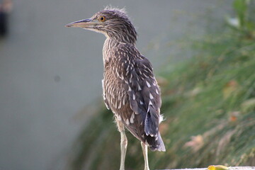 Baby night heron standing tall.